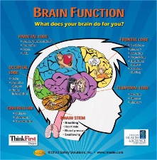 Brain Function